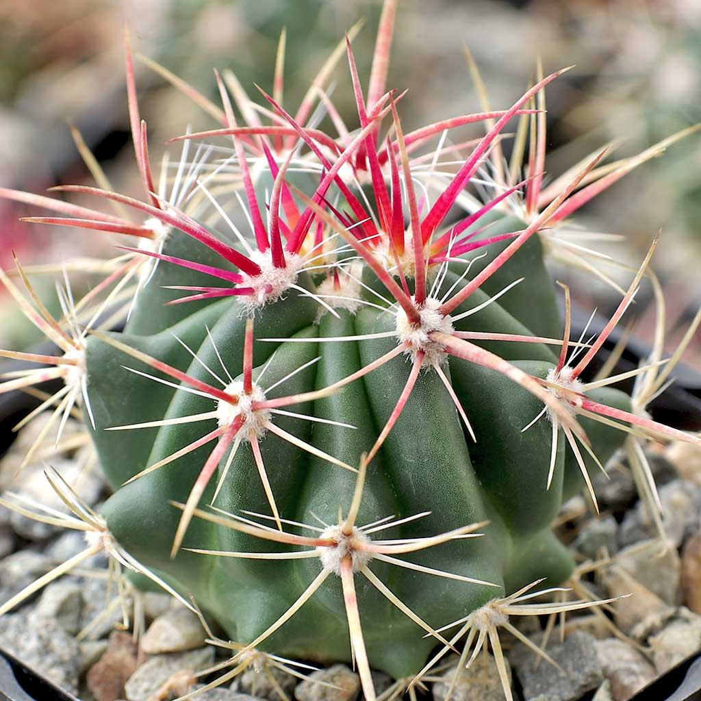 Ferocactus pilosus - Mexican Lime Cactus [large]