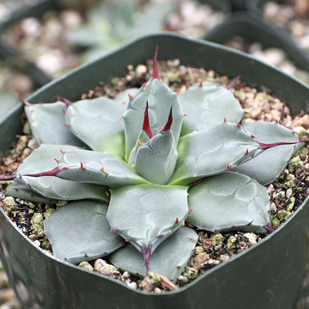 Agave parryi var. huachucensis | Mountain Crest Gardens