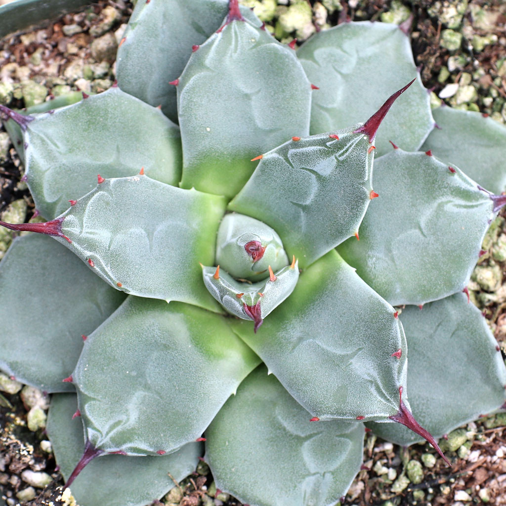 anthurium weiß Flamingopflanze Anthurium andreanum Weiß