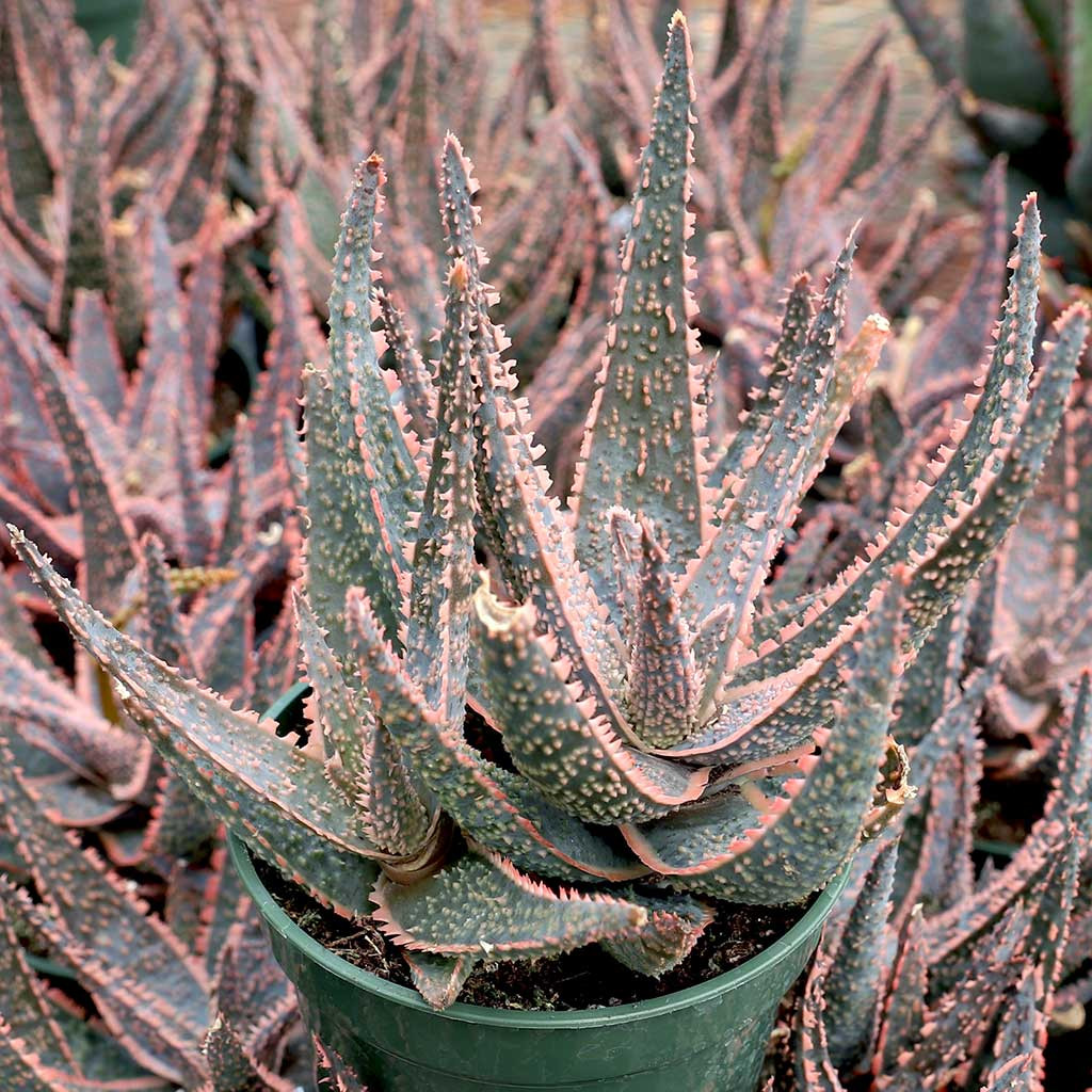 Aloe 'Purple Haze' [large] | Mountain Crest Gardens®