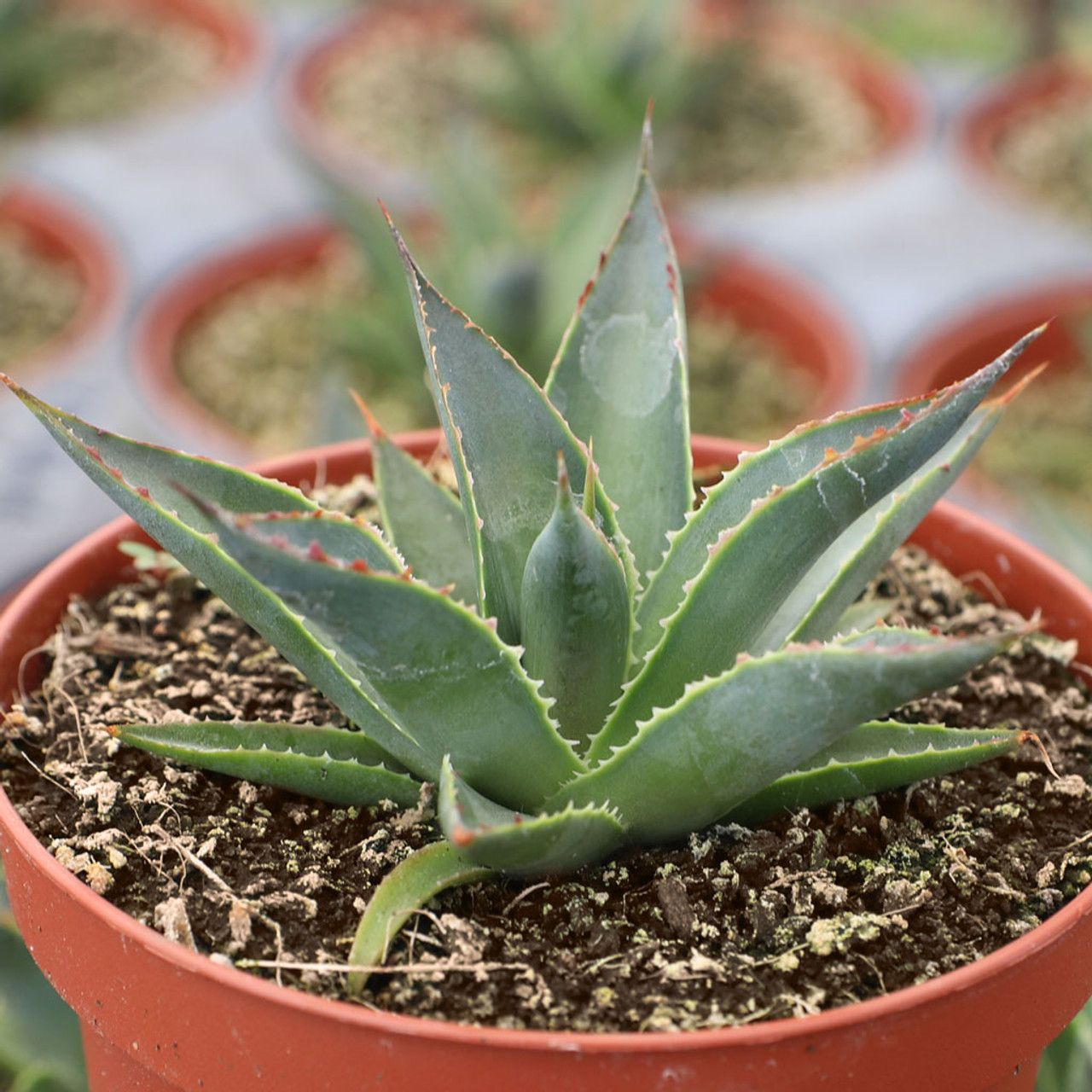 アガベ Agave Blue Glow ,variegata 219 Agave 'Blue Glow' variegated – Sunshine Tropical Foliage