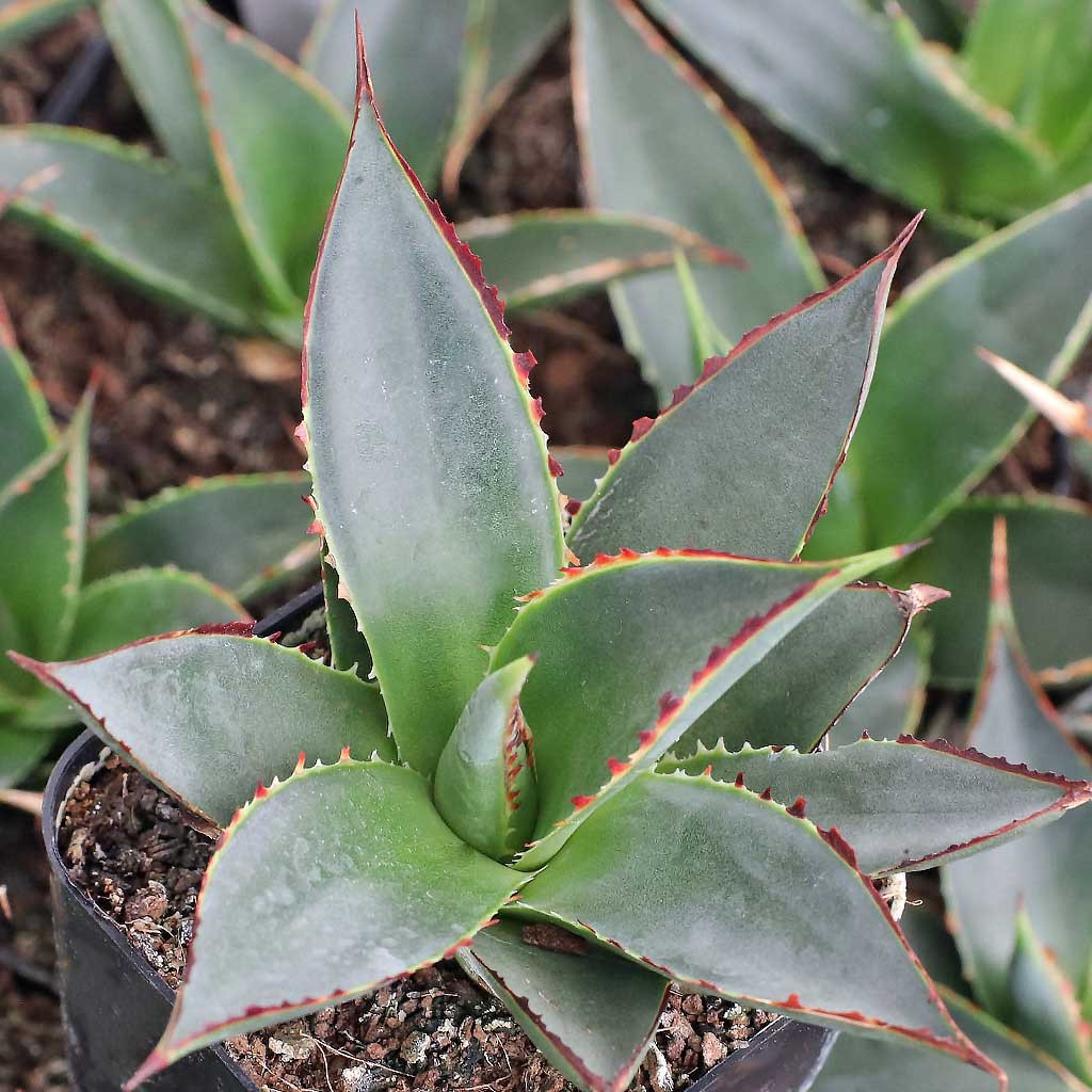 Agave 'Blue Glow' - Mountain Crest Gardens