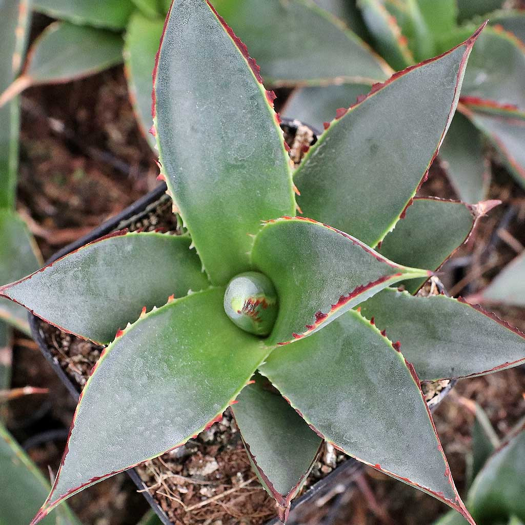 Agave 'Blue Glow' - Mountain Crest Gardens