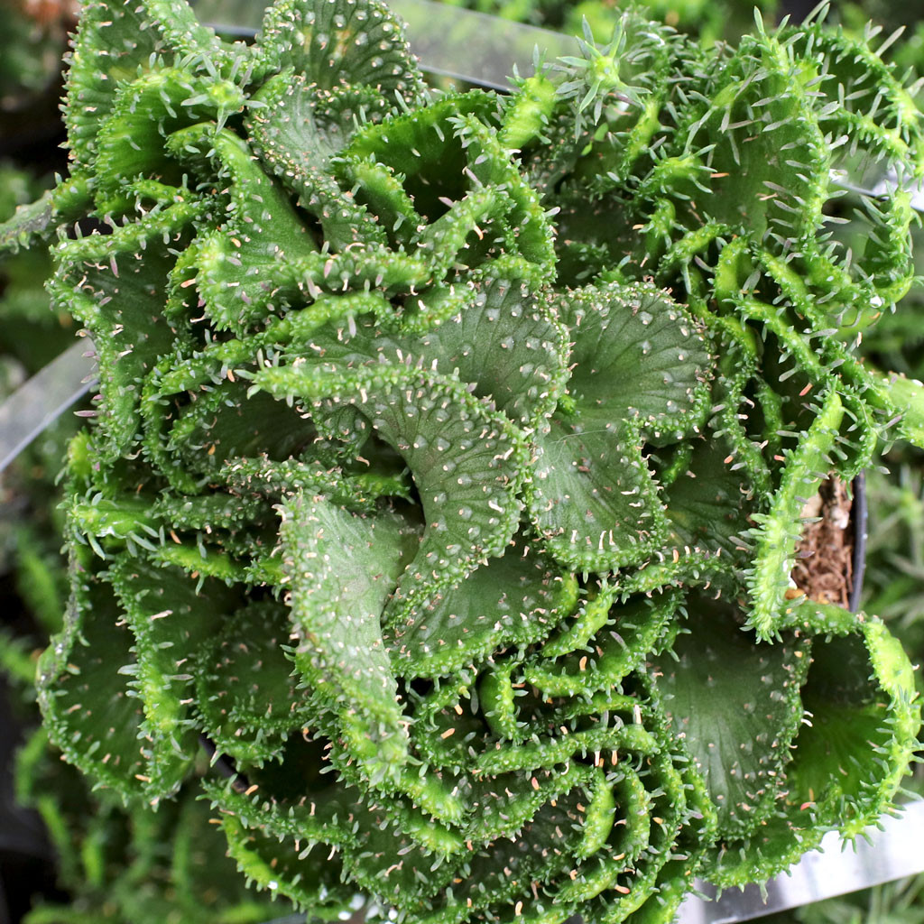 Euphorbia flanaganii f. cristata - Thumbnail 2