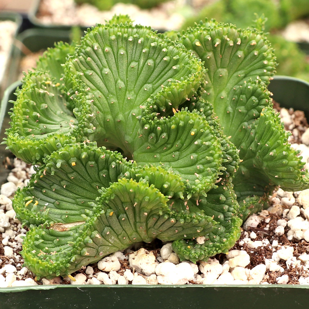 Euphorbia flanaganii f. cristata