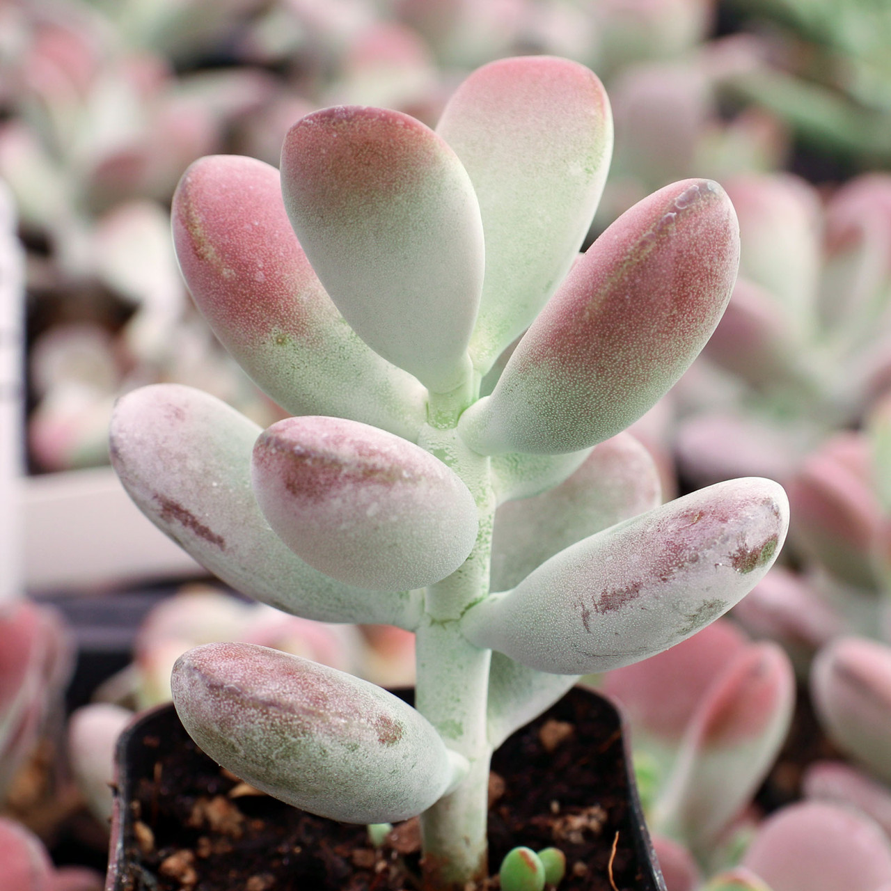 Cotyledon orbiculata 'Oophylla'