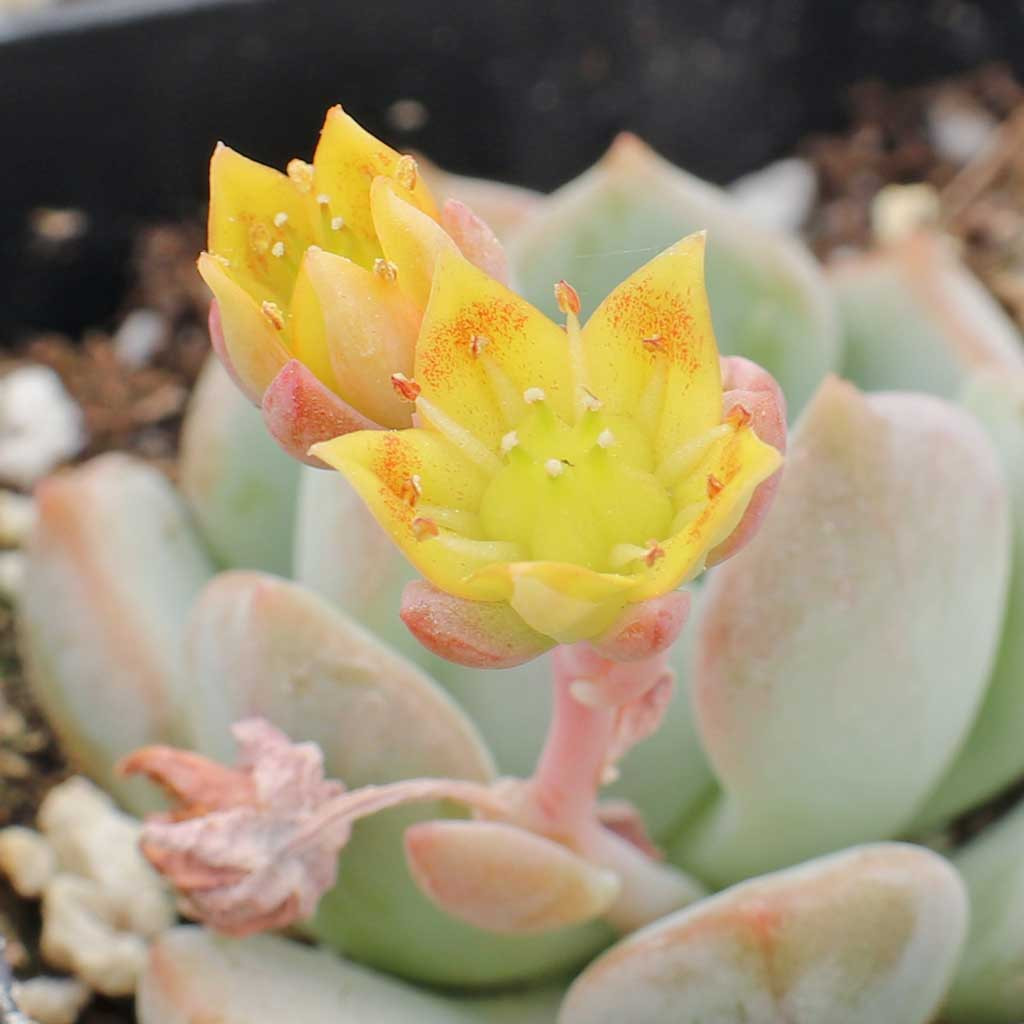 succulent plant with fuzzy leaves Echeveria pulvinata