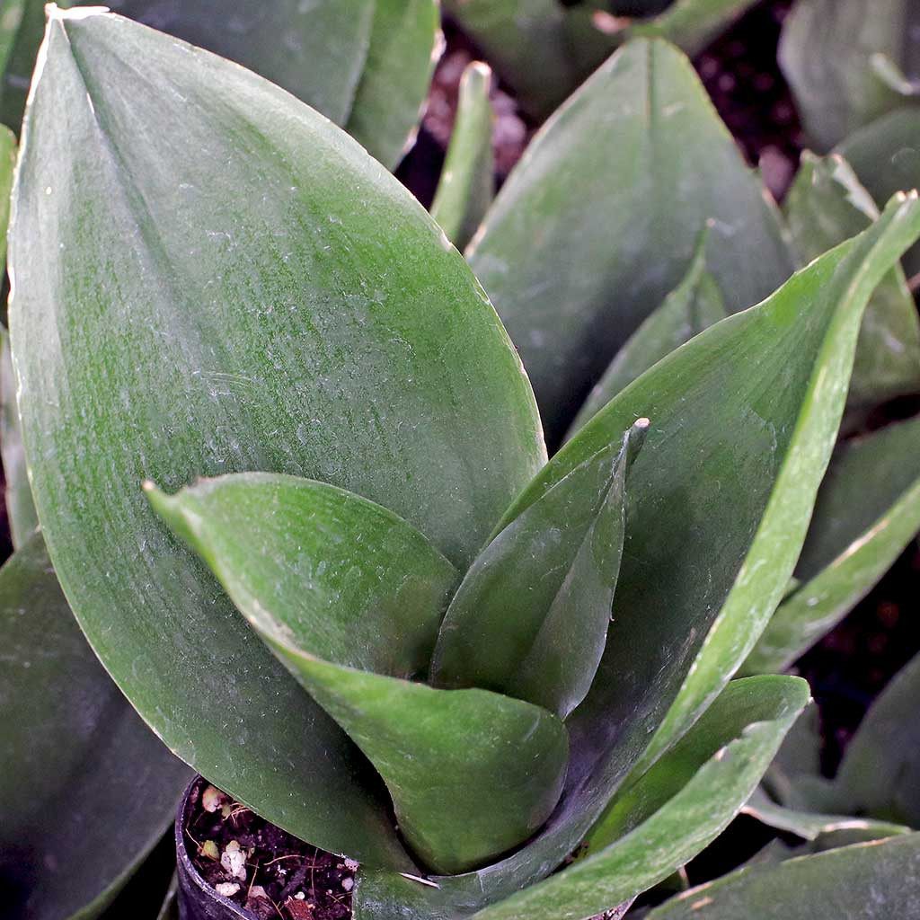 succulent picks Succulent Pick – Lux Art Silks main image 1