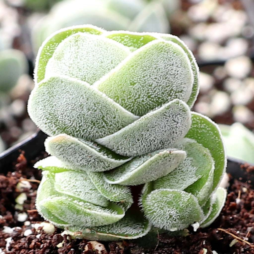 happy bean succulent Peperomia ferreyrae 'Happy Bean' – Foliage Factory