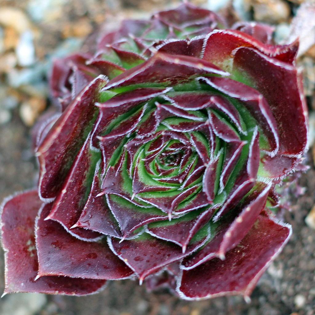 Sempervivum heuffelii 'ESP' [exclusive]