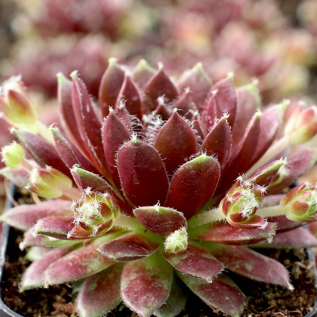 Sempervivum 'Silberspitz' | Mountain Crest Gardens™