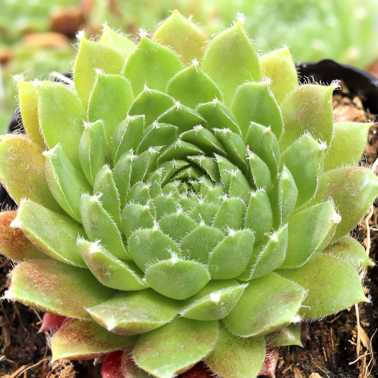 Sempervivum 'Silberspitz' | Mountain Crest Gardens™