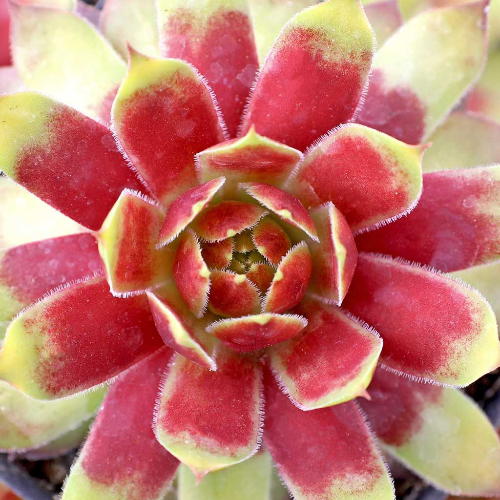 Chick Charms Gold Rush - Thumbnail 4