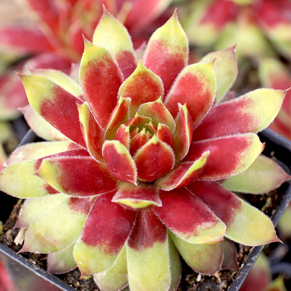 Chick Charms® Gold Rush™ | MCG™