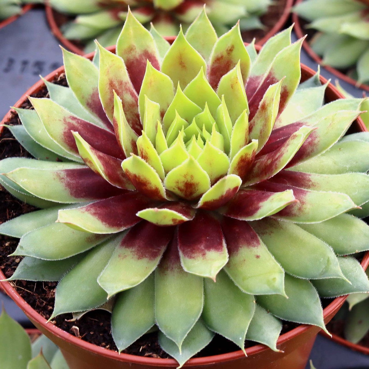 Chick Charms Gold Rush