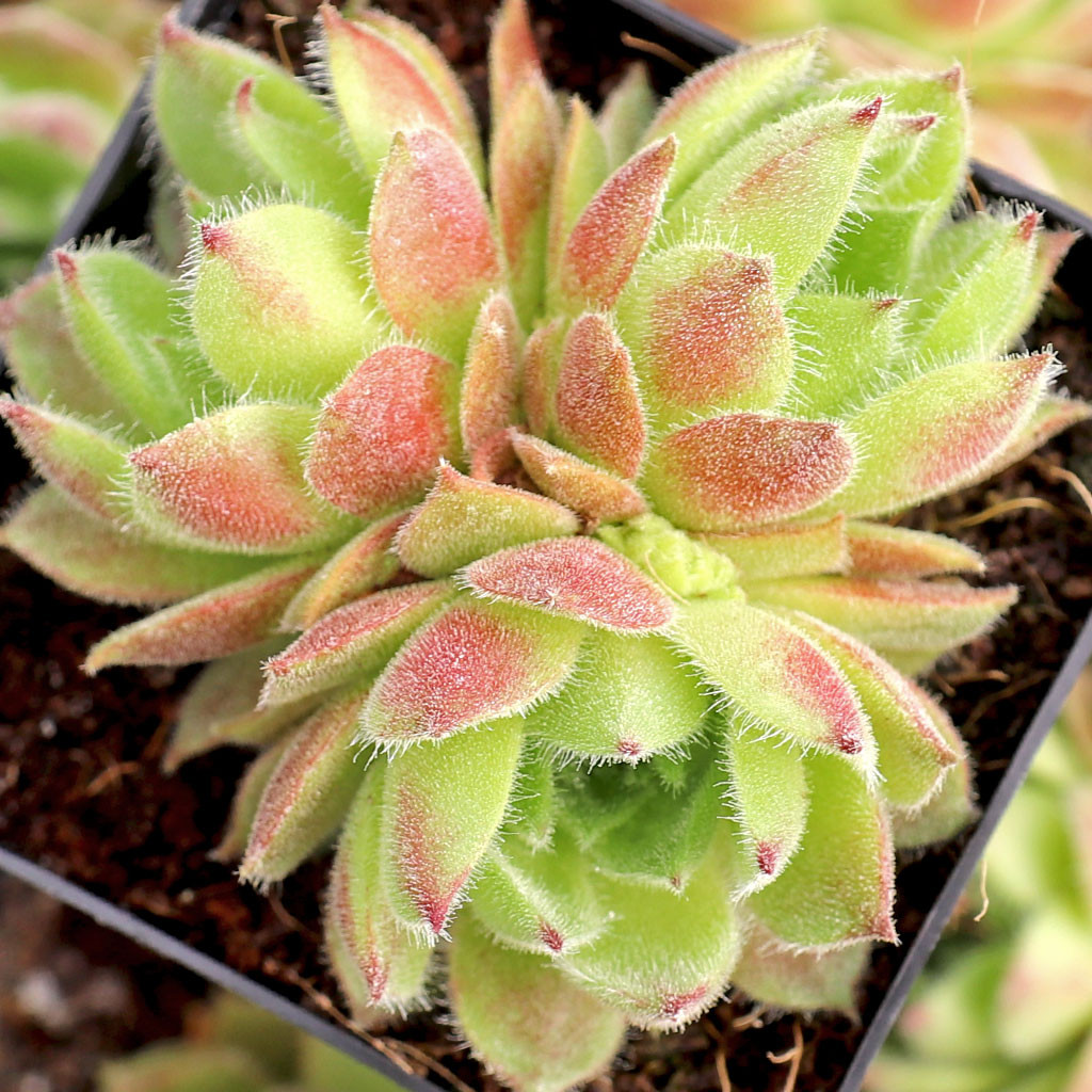 Sempervivum 'Frothy Coffee' | Mountain Crest Gardens