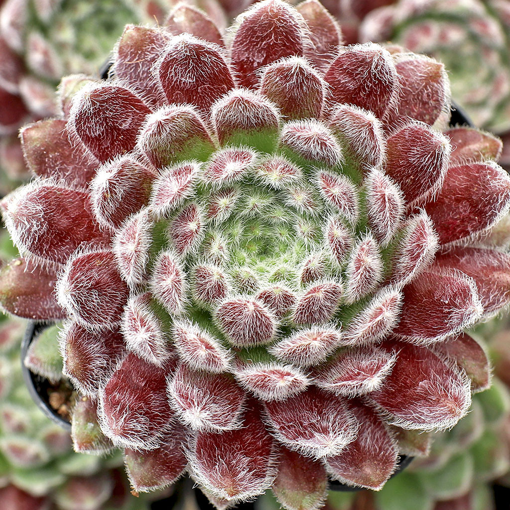 planter succulents Mixed Succulent in Rectangle Planter, 12