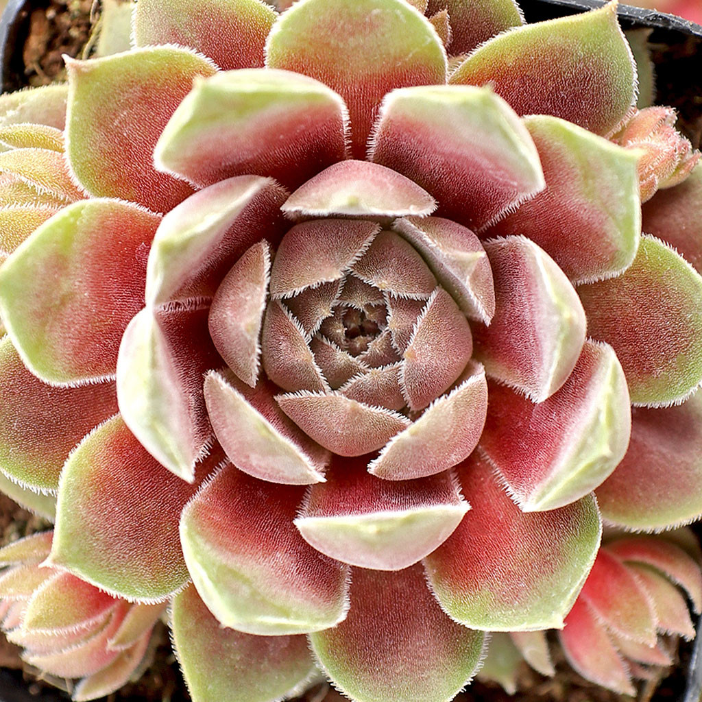 センペルビウム Pacific Velveteen Sempervivum 'Pacific Velveteen' | Mountain Crest Gardens™