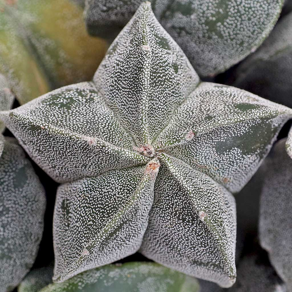 Astrophytum myriostigma [bare root] [limited] | MCG