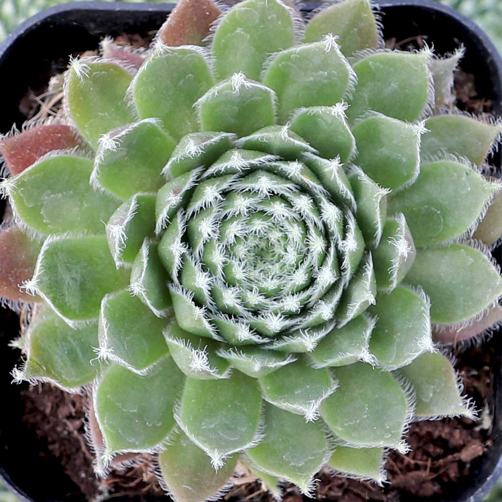 Sempervivum 'Pacific Sparkler' | Mountain Crest Gardens™