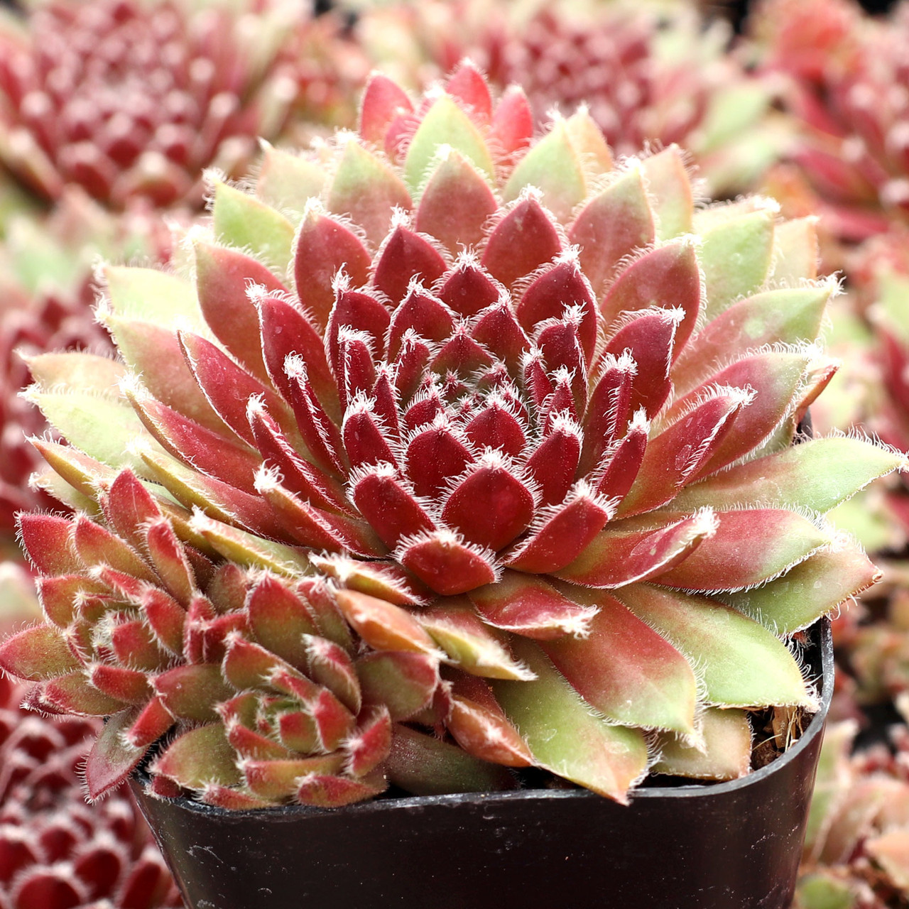 Sempervivum 'Pacific Sparkler' | Mountain Crest Gardens™
