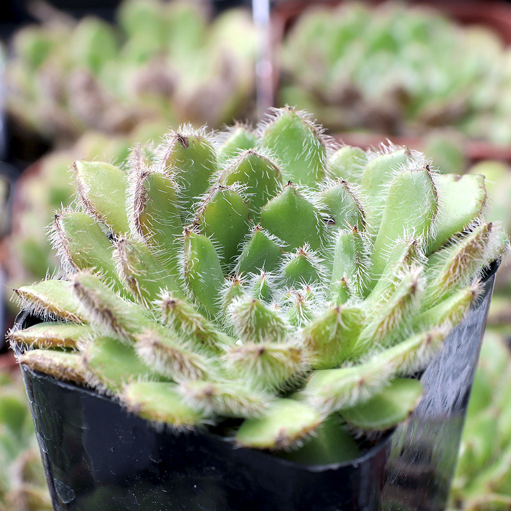 Echeveria setosa | Mountain Crest Gardens™