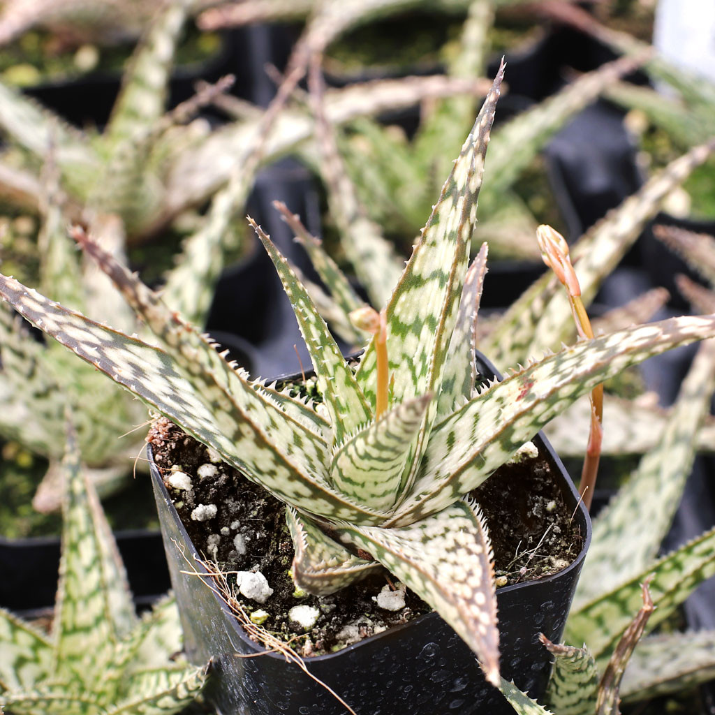 Aloe 'Lizard Lips'