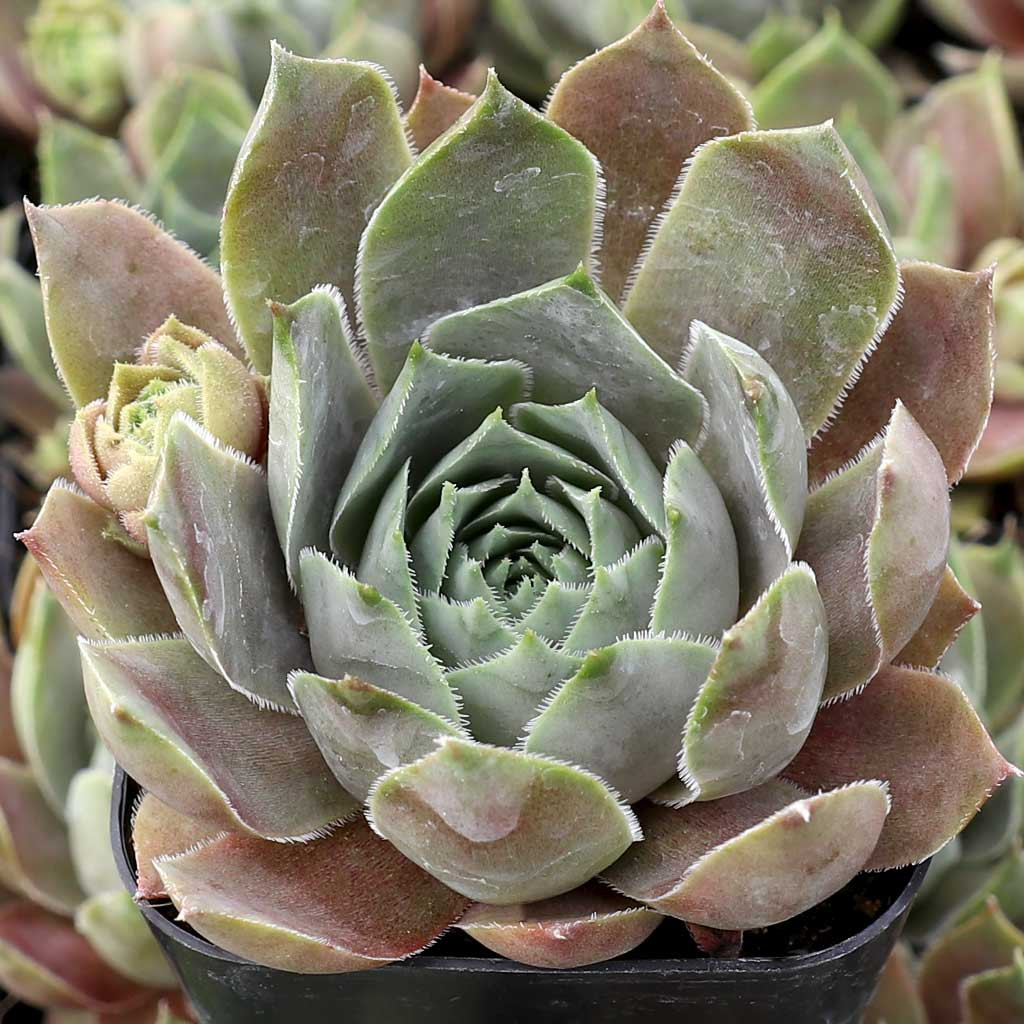 Sempervivum 'Mount Usher' Mountain Crest Gardens®