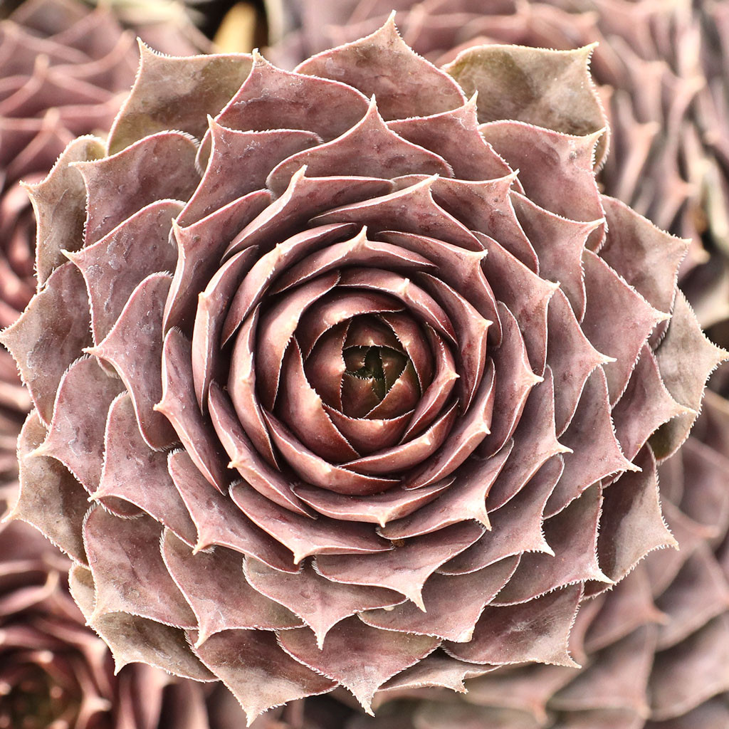 Sempervivum 'Mount Usher' Mountain Crest Gardens®