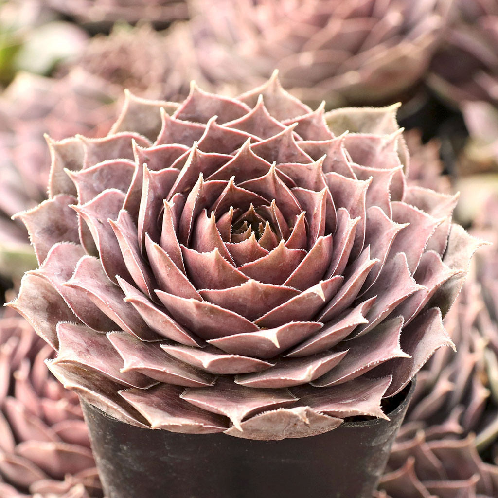 Sempervivum 'Mount Usher' Mountain Crest Gardens®