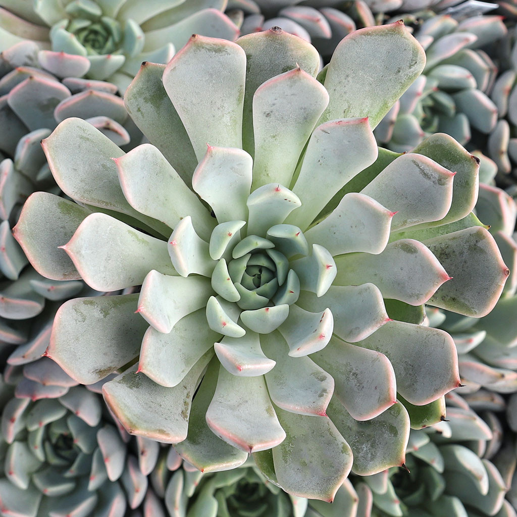 ラスト　⑤原種　チャザロイ3頭　Echeveria chazeno エケベリア 2024.3.8 こんばんは！ なんと！メキシコからエケベリアが届きました