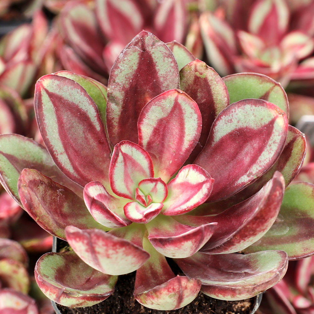 Echeveria nodulosa 'Benitsukasa' | Mountain Crest Gardens™