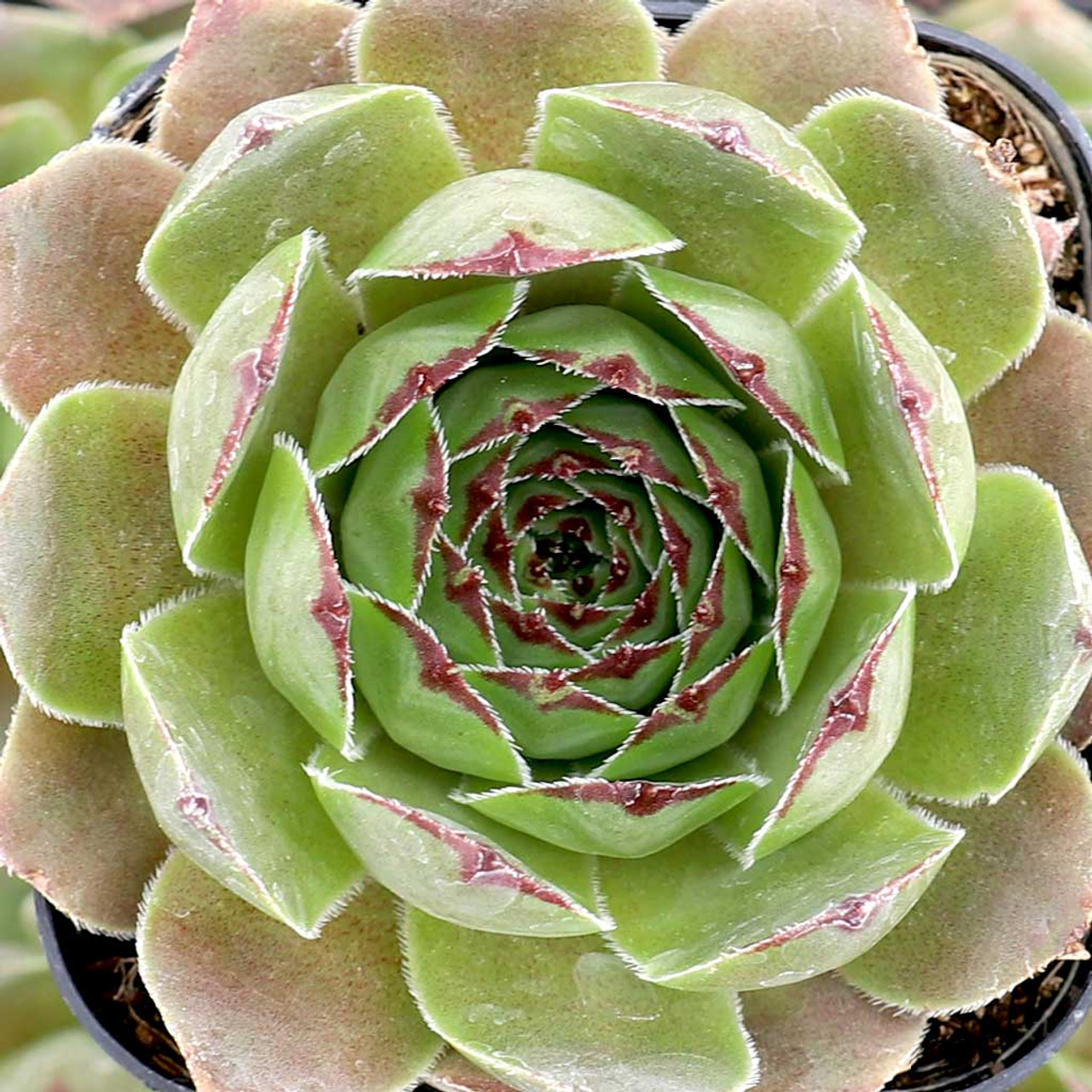 Hen and Chick (Sempervivum 'Red Lion Variegated') in the