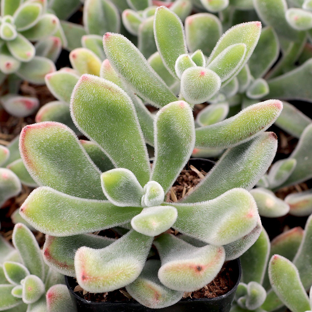 Echeveria pulvinata 'Red Velvet' | Mountain Crest Gardens™