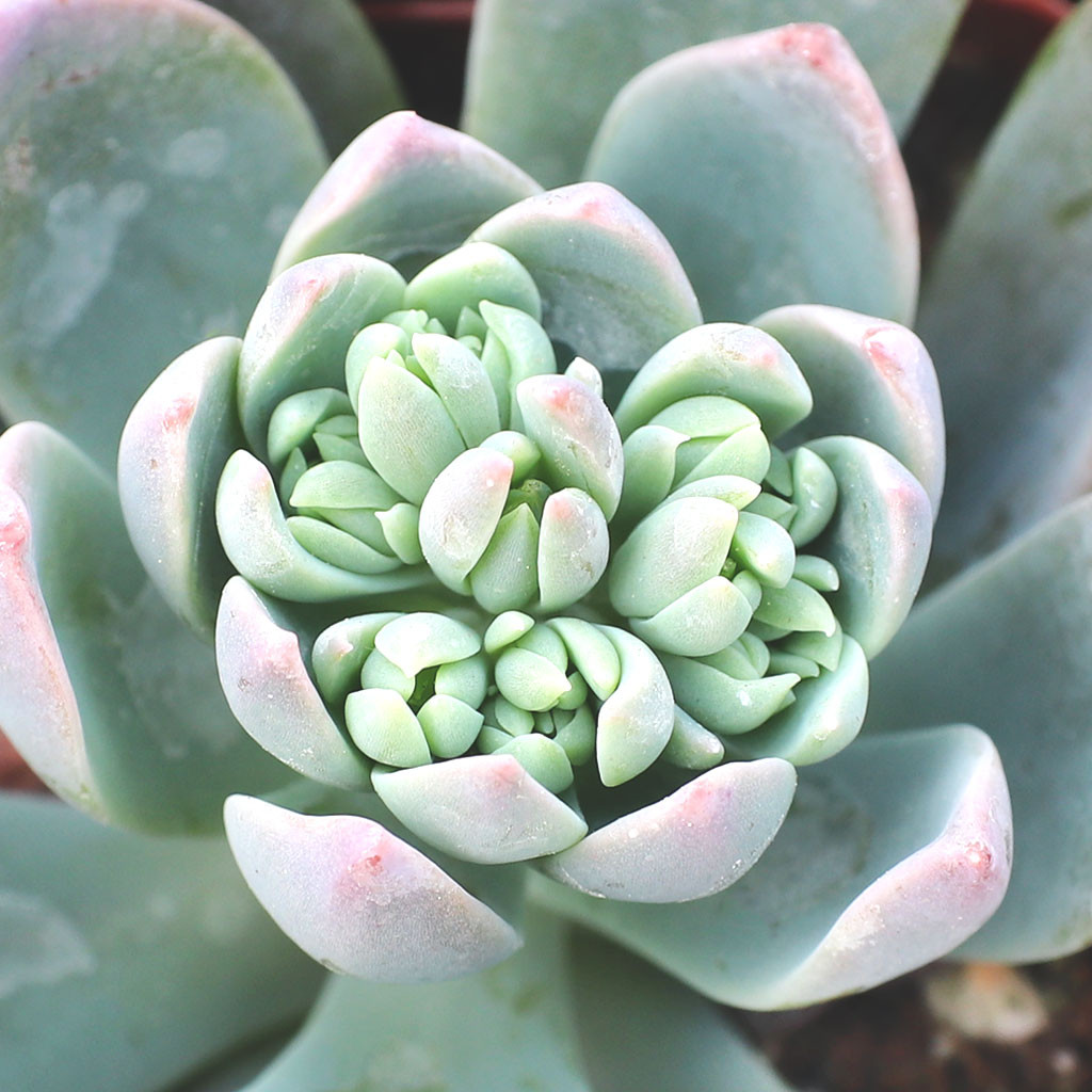 Echeveria 'Candise' | Mountain Crest Gardens™