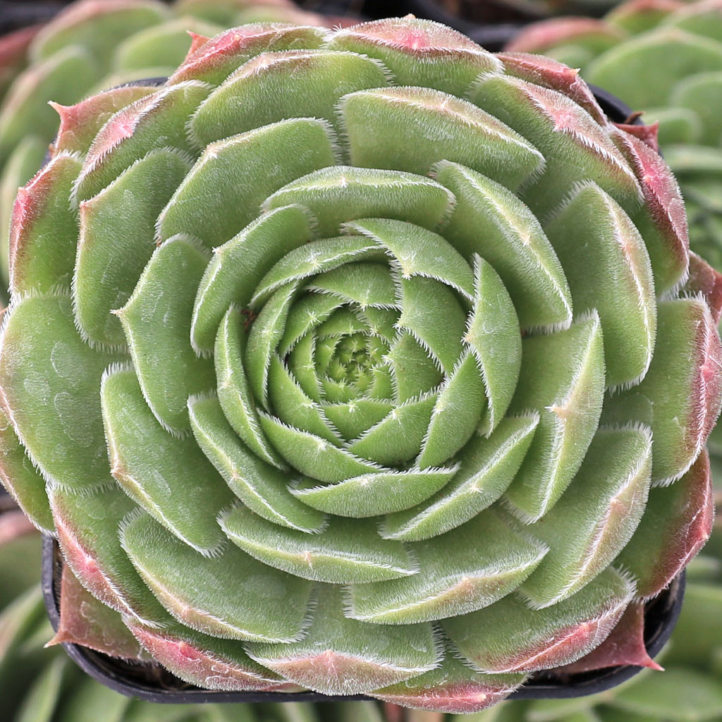 Sempervivum 'Spanish Dancer'