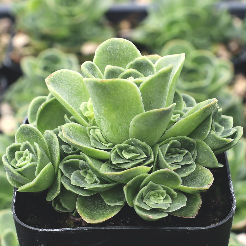 aloe succulent types Tiger Aloe variegata (Gonialoe variegata) 4" Pot