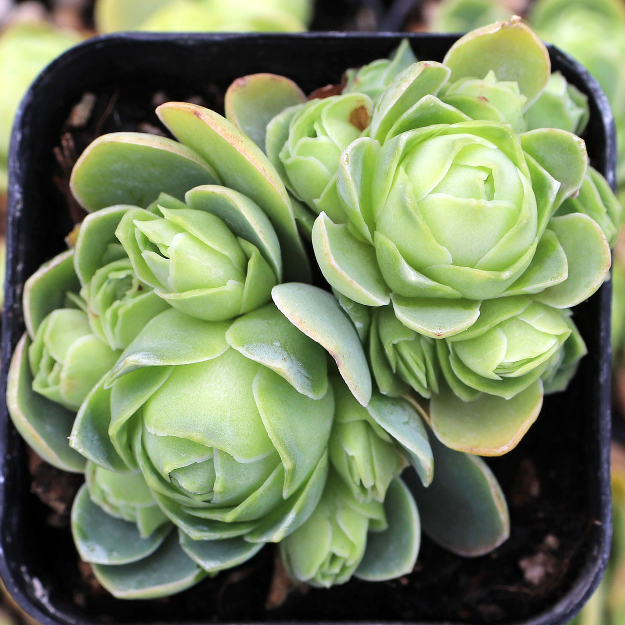 ceramic pot for plants Gift Set of 3 -2
