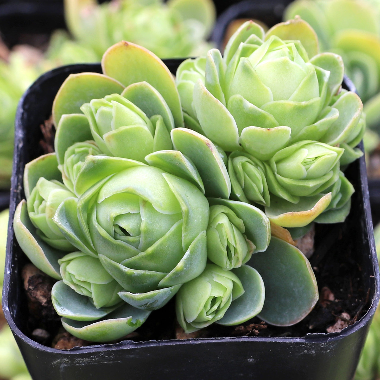 Aeonium dodrantale (Greenovia) - Mountain Rose [limited]