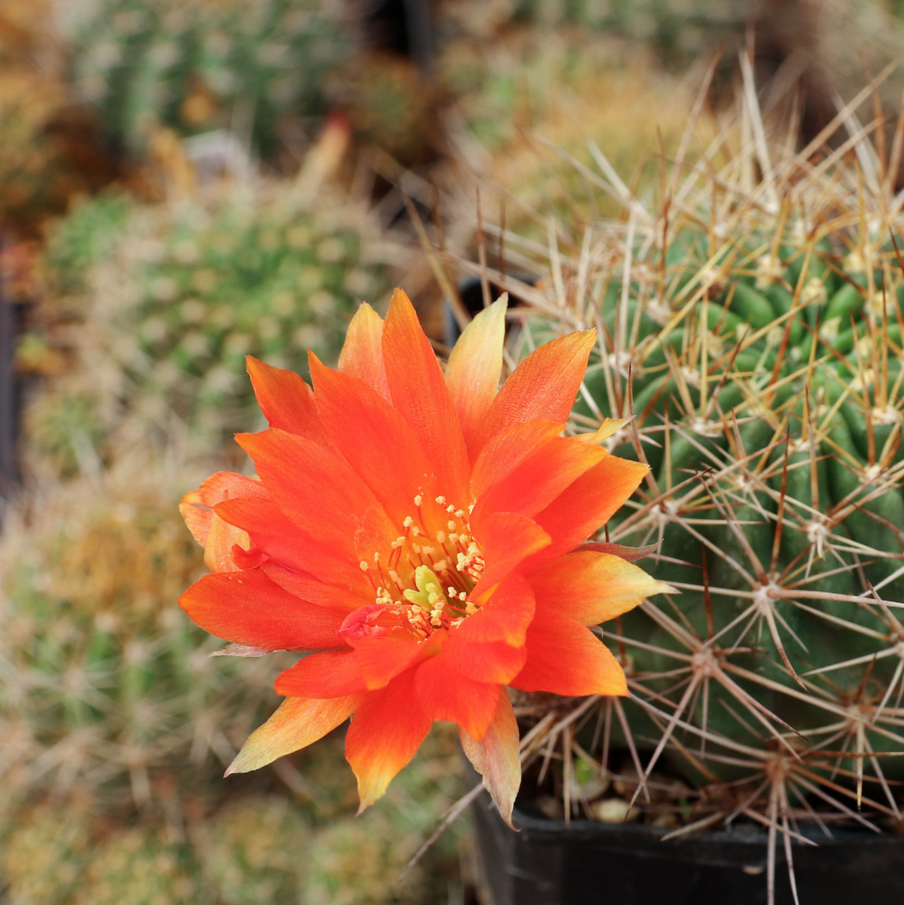 Echinopsis hertrichiana [large] | Mountain Crest Gardens