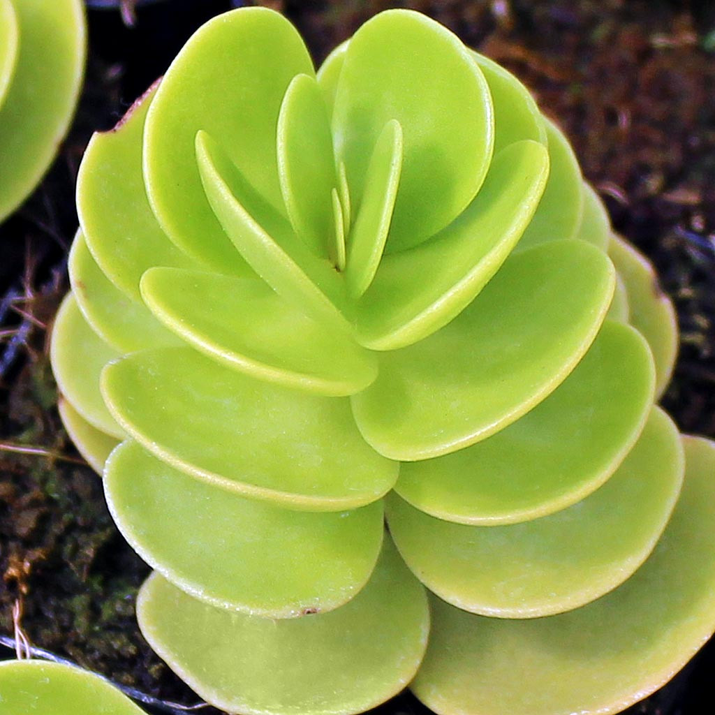Portulaca molokiniensis - Thumbnail 3