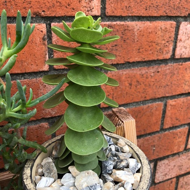 Portulaca molokiniensis - Thumbnail 5