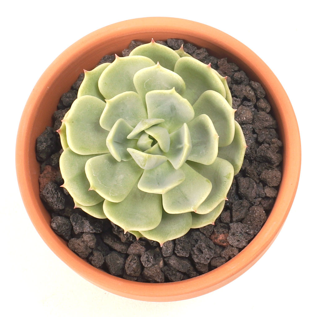 Bonsai Jack® Black Lava Rock (2 quart) MCG™