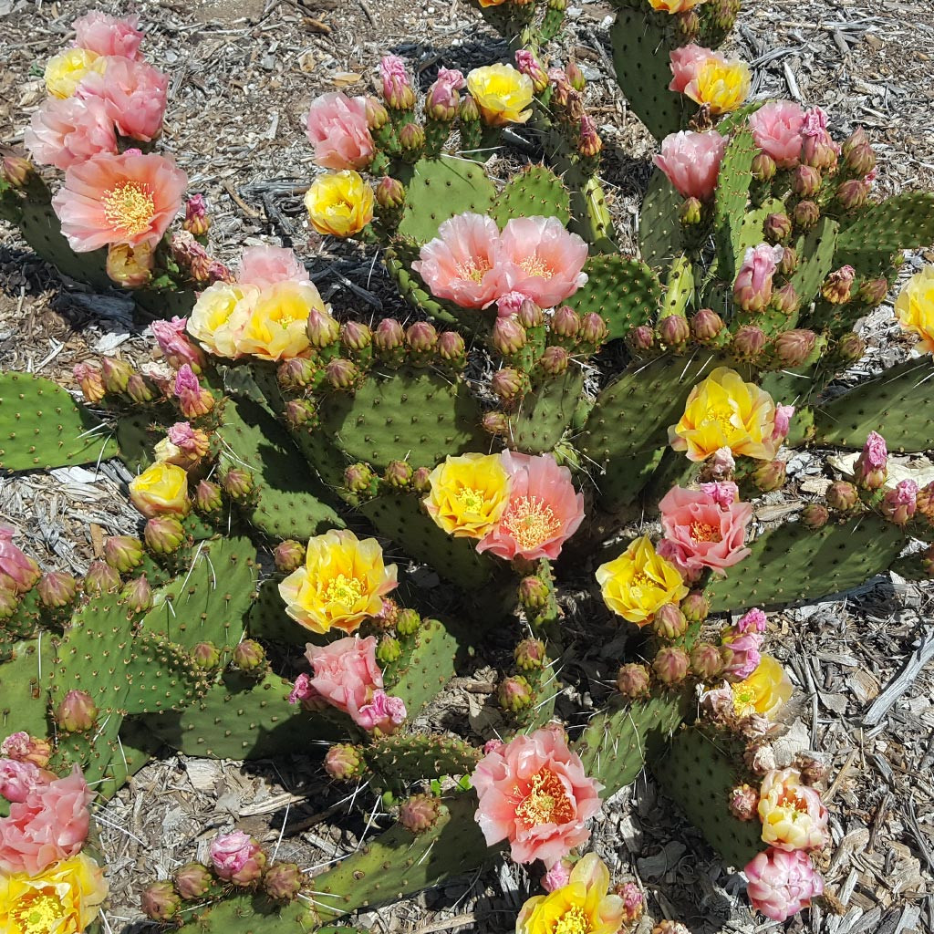 Opuntia 'Piña Colada' [6-7