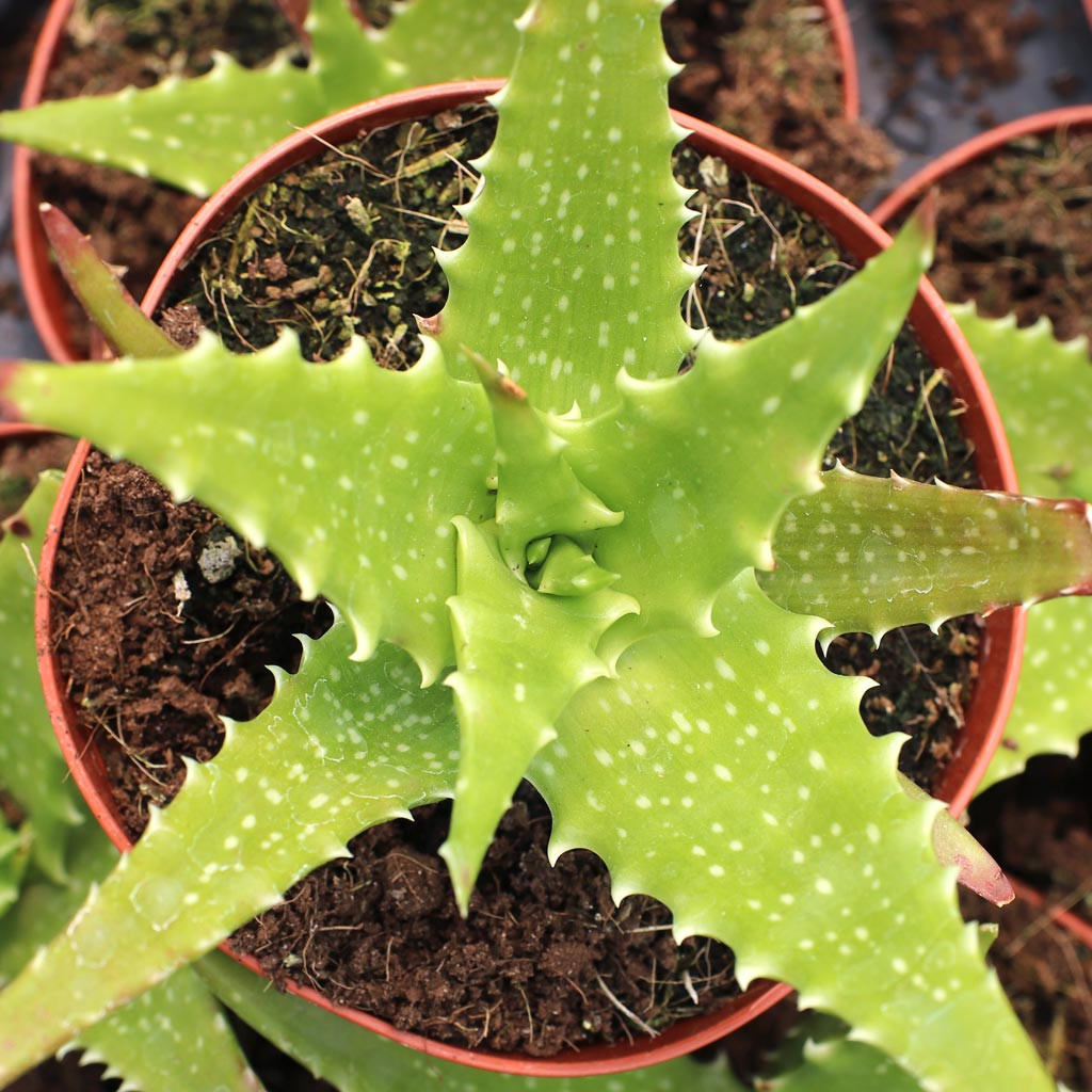 Aloe dorotheae - Sunset Aloe | Mountain Crest Gardens