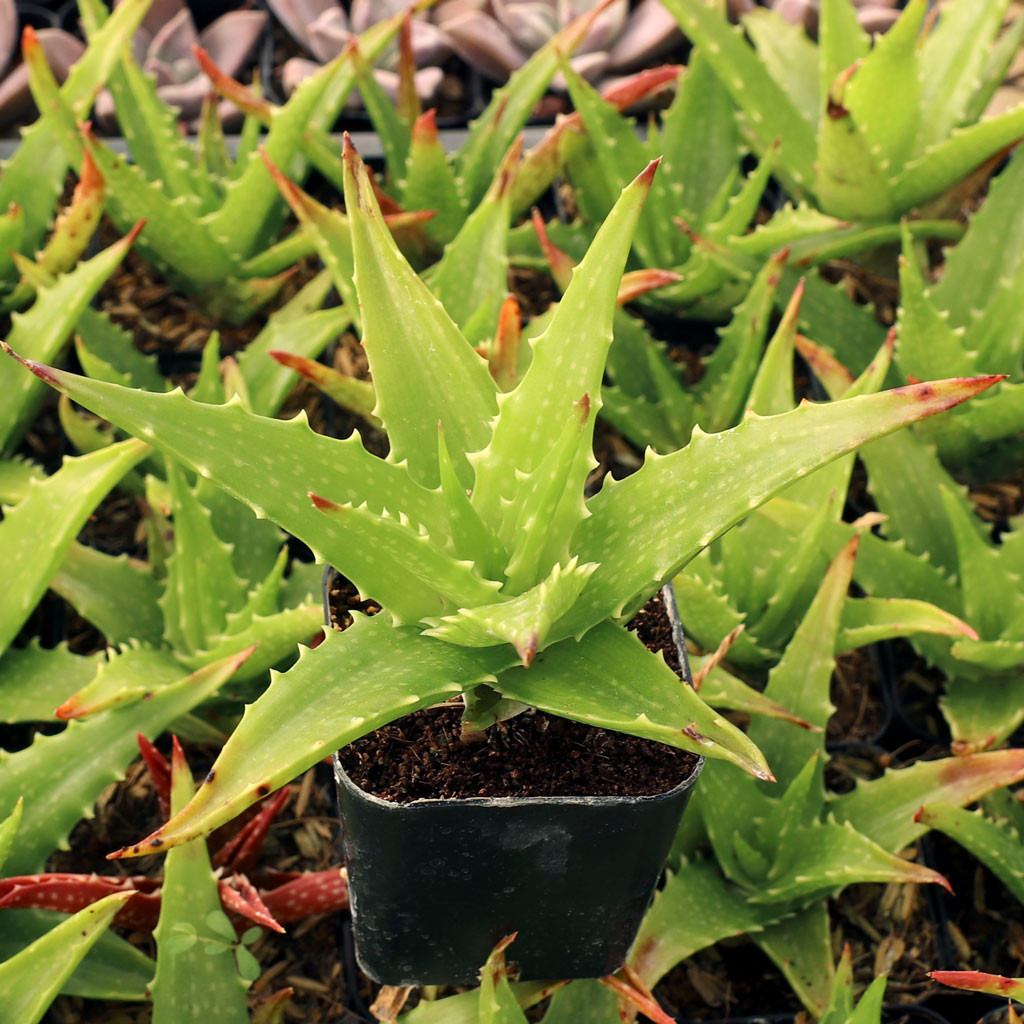 wo aloe vera kaufen Aloe Vera kaufen | Aloe vera main image 0