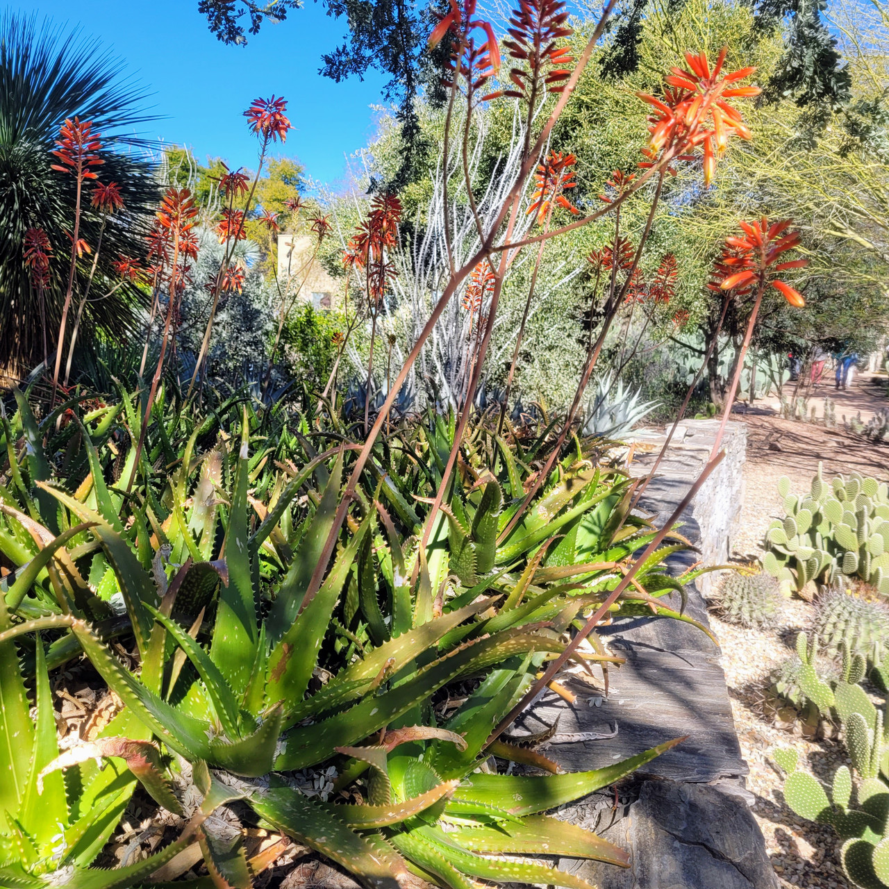 aloe night cream Aloe Vera Hydrating Night Cream – FaceFacts main image 1