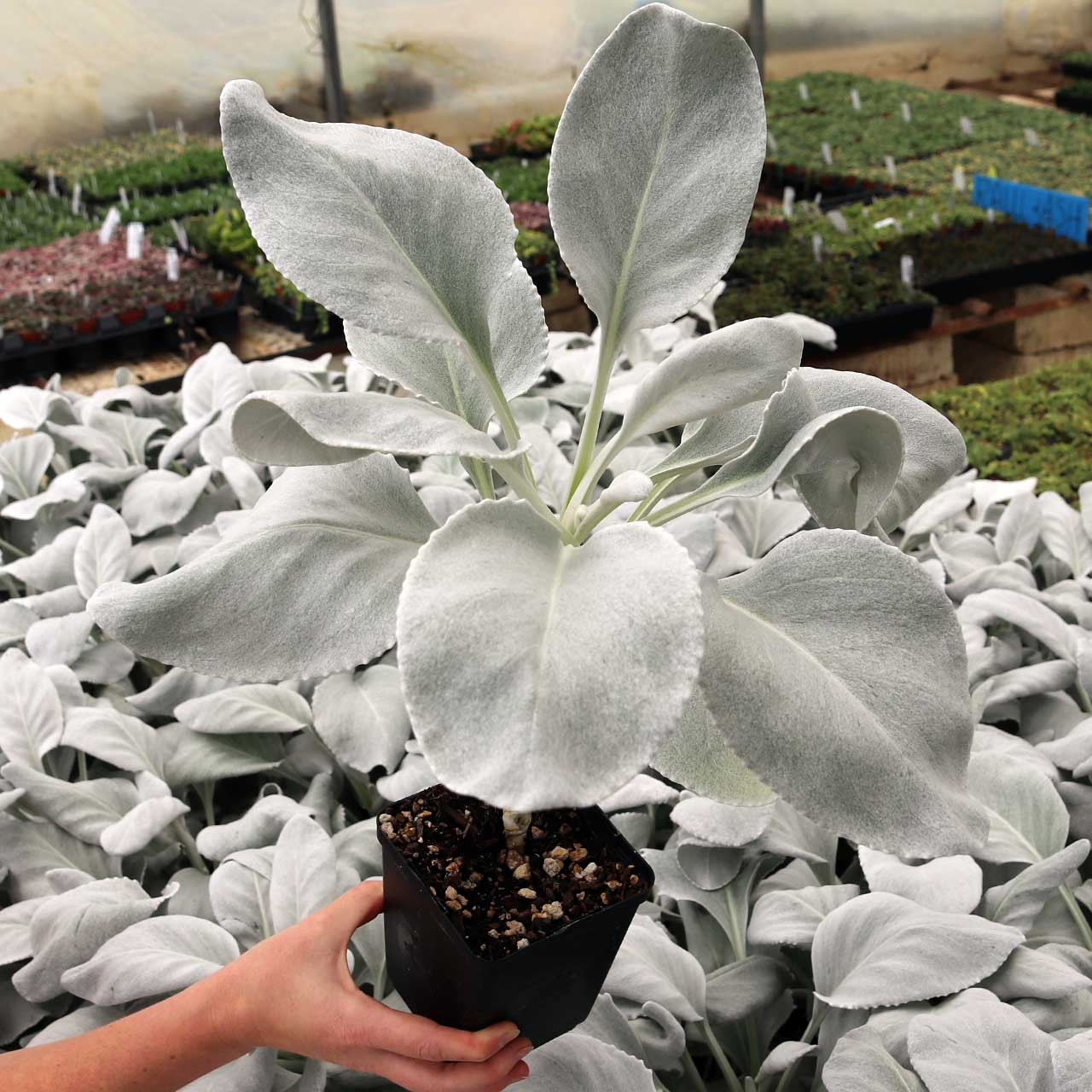 Senecio candicans - Angel Wings [GIANT] for Sale