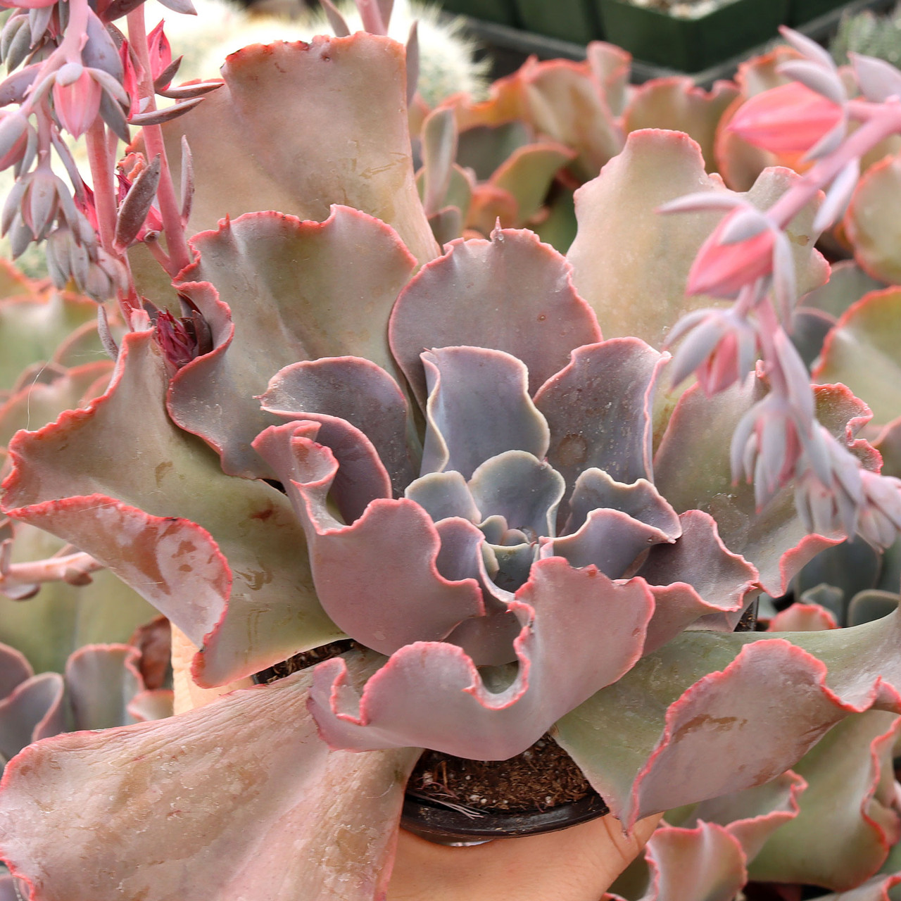 Echeveria 'Violacina' [large] | Mountain Crest Gardens®