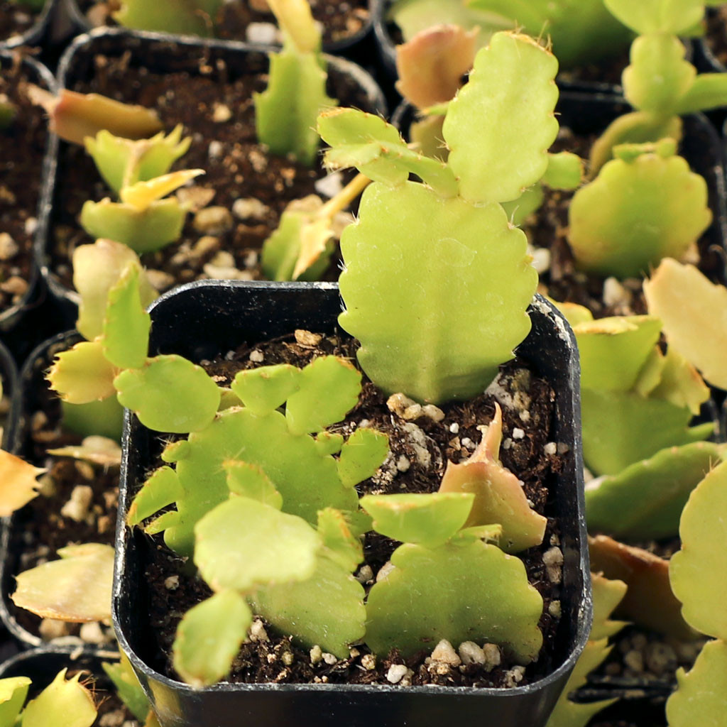 Christmas Cactus Starter Plant – 'Big Fire' – Schlumbergera Truncata – Well Rooted